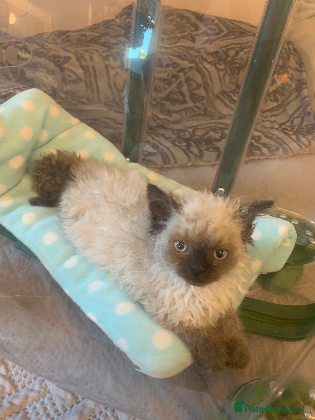 Selkirk Rex cats for sale: Selkirk rex kittens  - Image 21