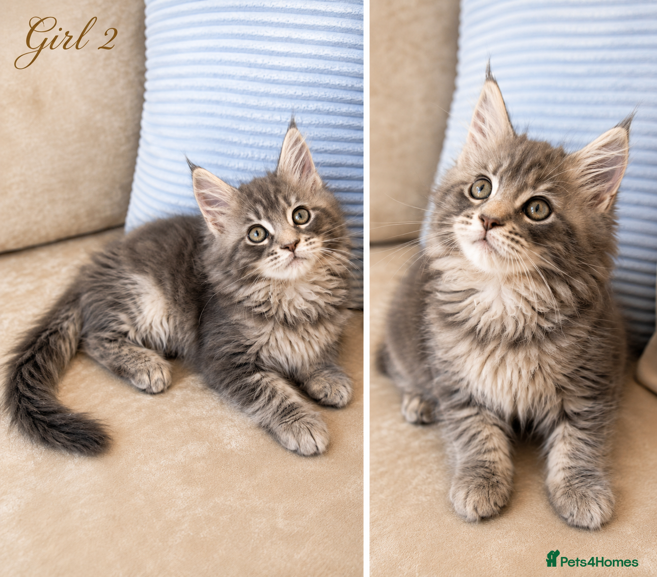 Maine Coon cats     Stunning TICA Registered Maine Coon Kittens - Advert 2