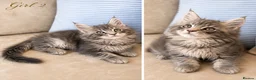 Maine Coon cats for sale:     Stunning TICA Registered Maine Coon Kittens - Advert 2