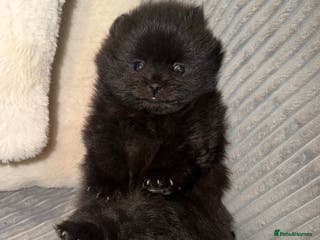 Pomeranian dogs 🖤🖤QUALITY BLACK BABY BOY BEARS 🖤🖤 - Advert 6