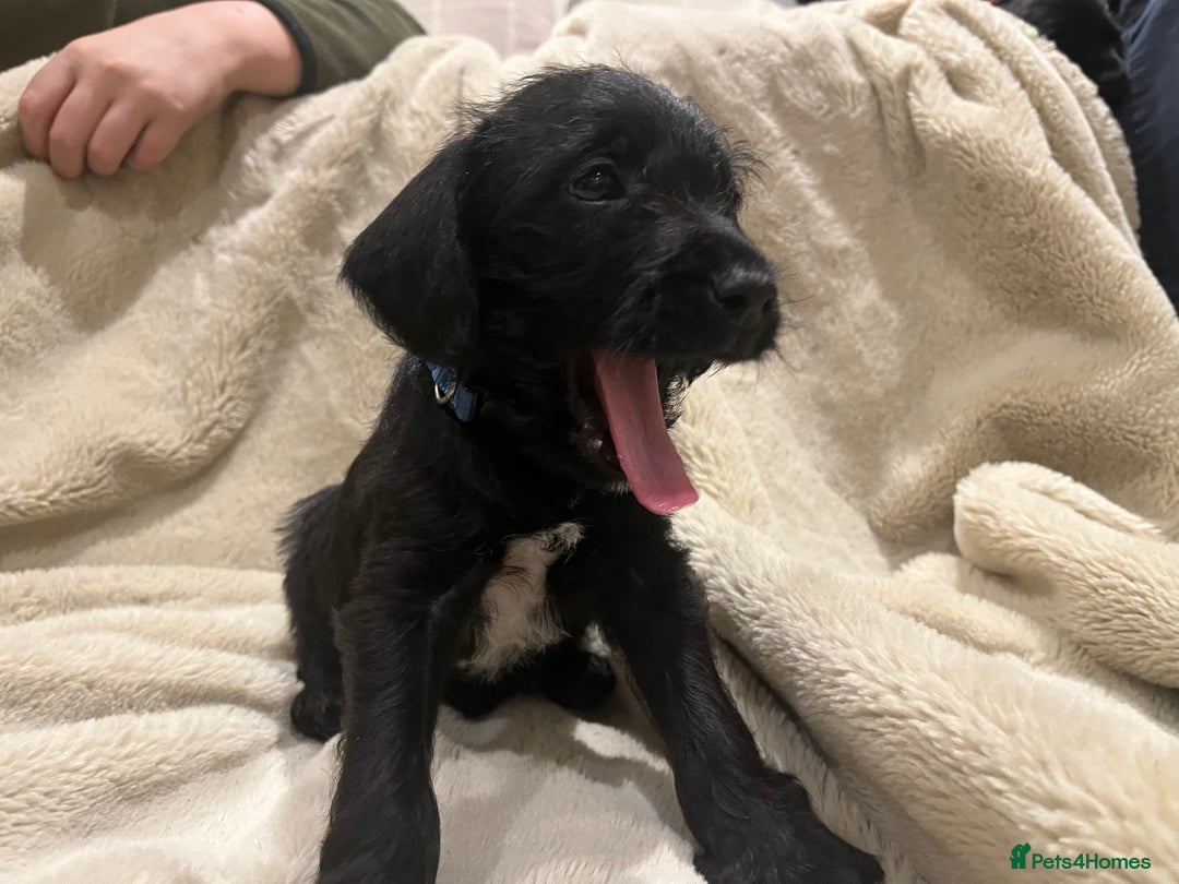 Mixed Breed dogs for sale: Springer Schnoodle puppies  - Advert 20