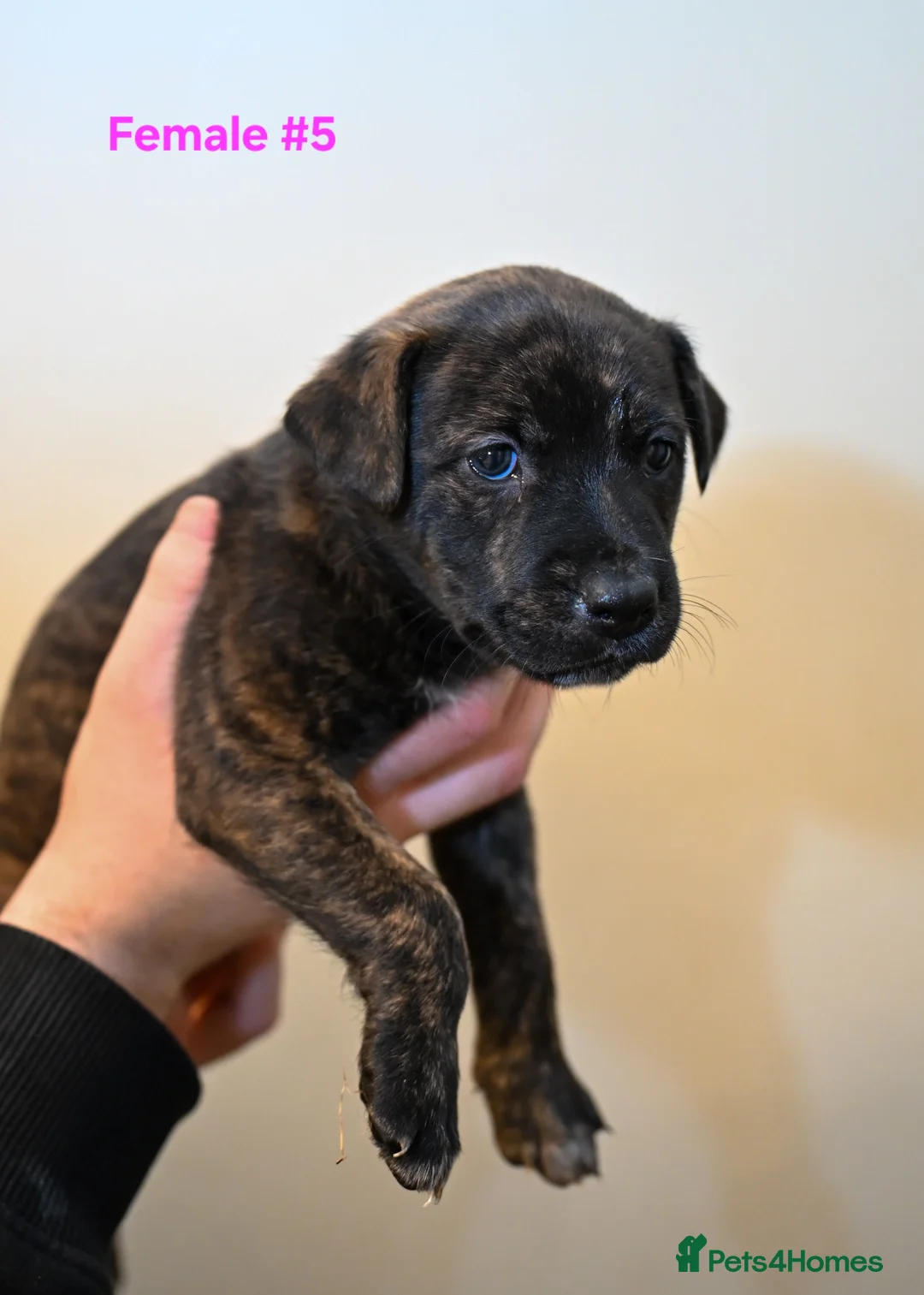 Mixed Breed dogs for sale: 5 Female Bull Lurcher Puppies for Sale - Advert 9