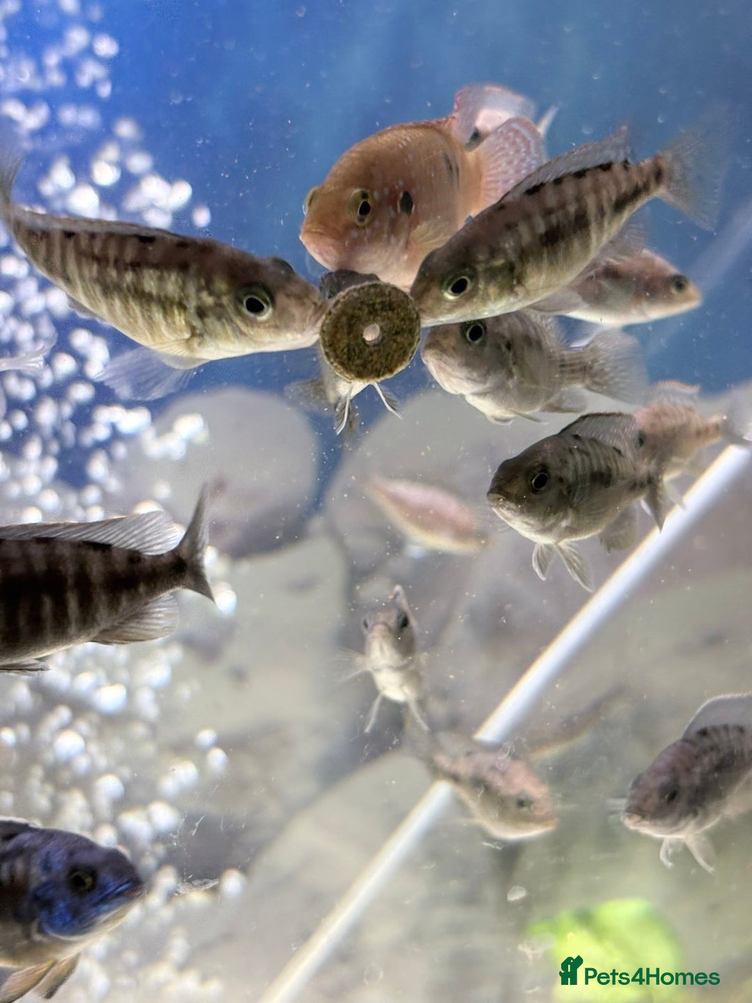 Cichlids fish for sale: Red sided and sulfur head cichlids  - Advert 12