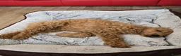 Goldendoodle dogs for sale: Billie - Gorgeous goldendoodle puppy in Chesterfield - Advert 9