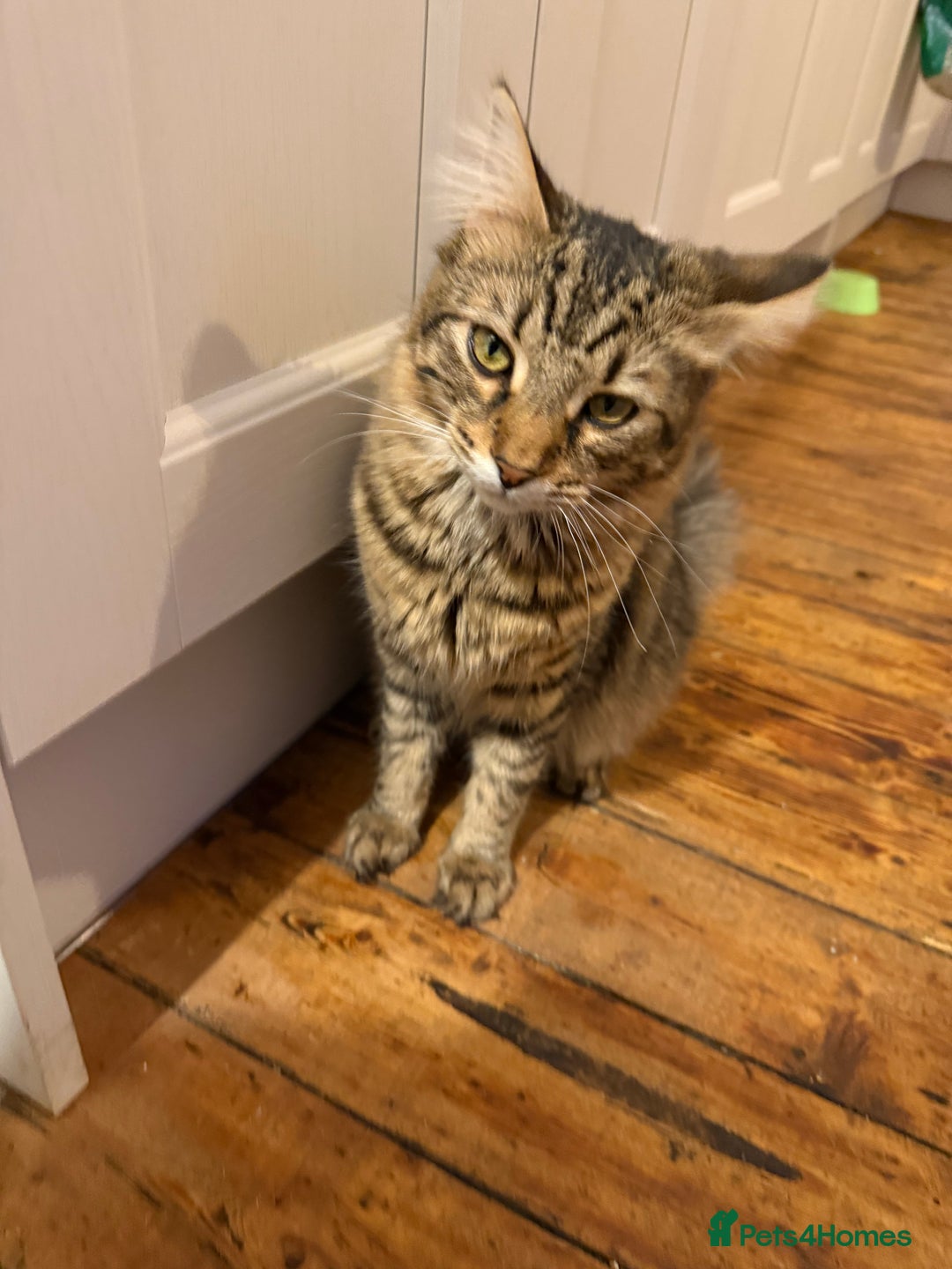 Mixed Breed cats for sale: Looking for our forever home - Advert 4