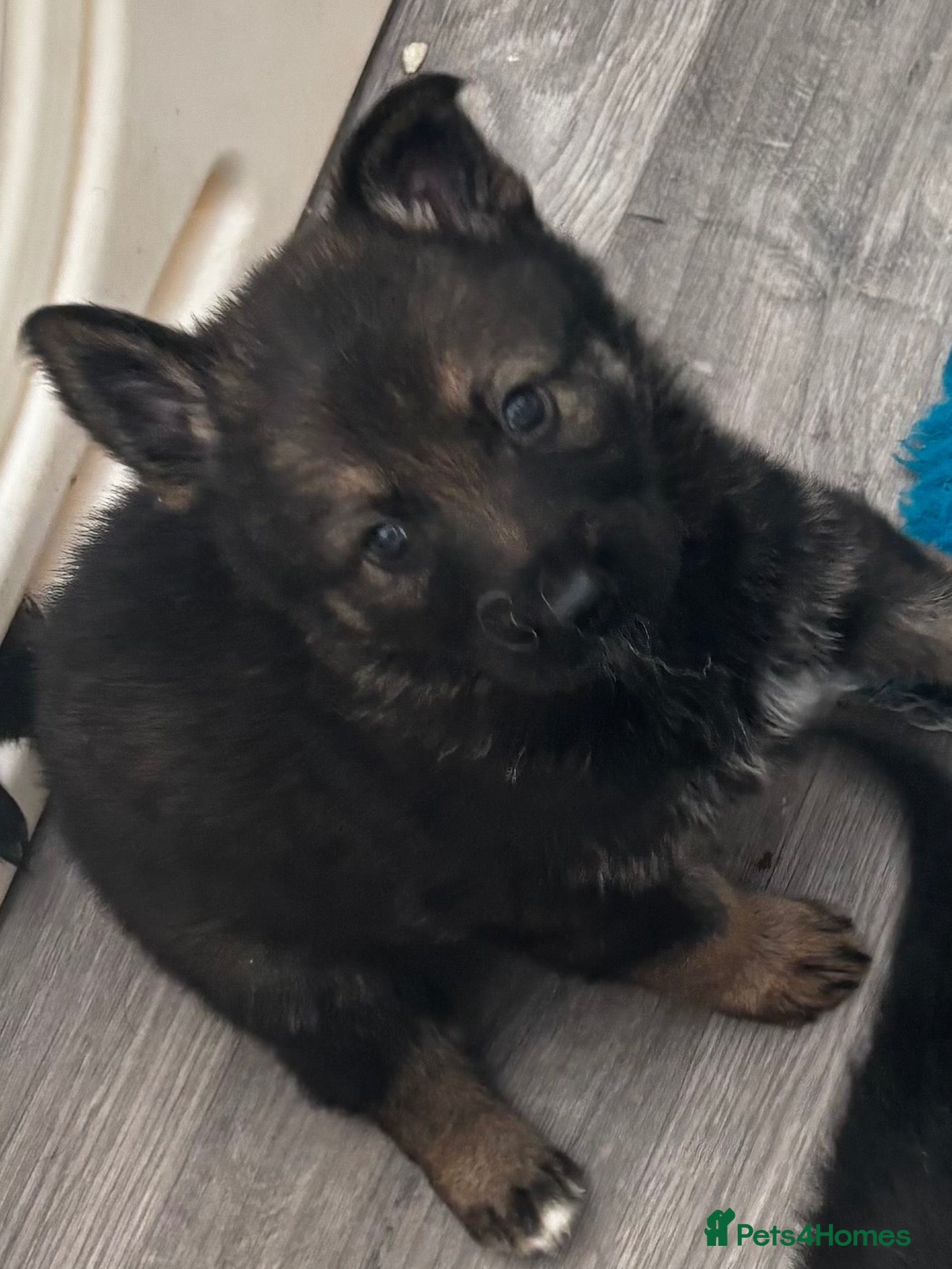 German Shepherd dogs KC Registered Czech working line German shepherd - Advert 1