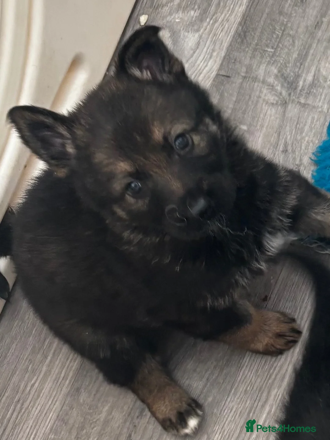 German Shepherd dogs for sale: KC Registered Czech working line German shepherd - Advert 1