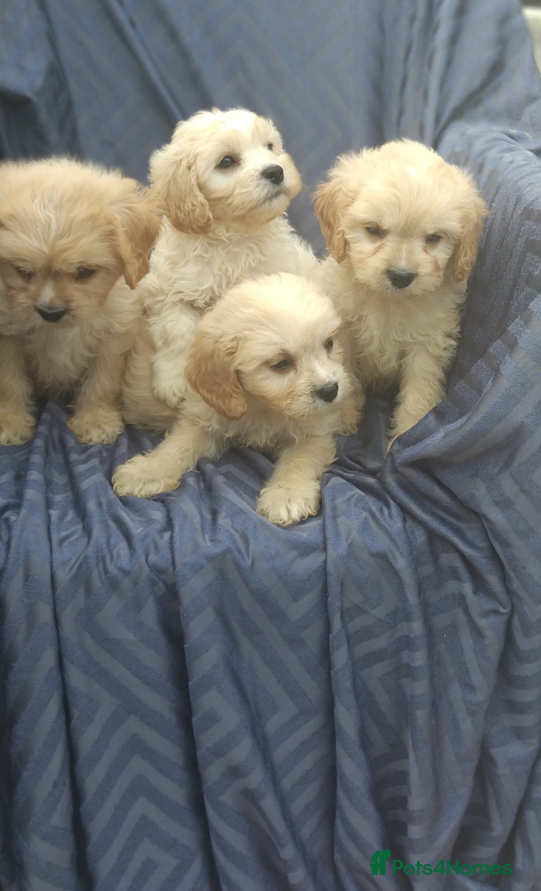 Cavapoo dogs for sale: Cavapoo pups ready to leave! - Image 4