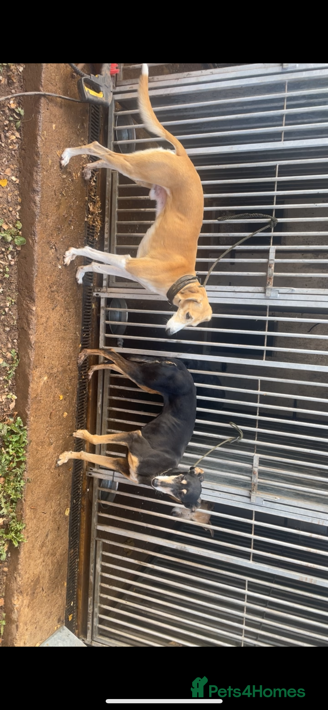 Mixed Breed dogs for sale: Saluki greyhound dog pups - Advert 1