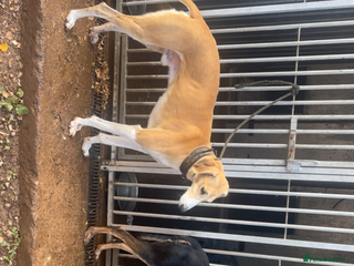 Mixed Breed dogs Saluki greyhound dog pups - Advert 5