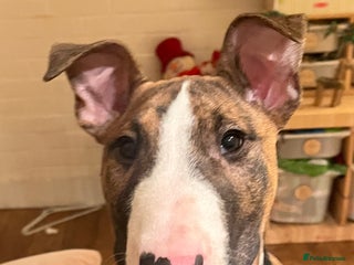 English Bull Terrier dogs English bull terrier male puppy - Advert 6