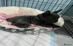 French Bulldog dogs for sale: French bulldog pup girl BLUE 13 weeks old - Image 28