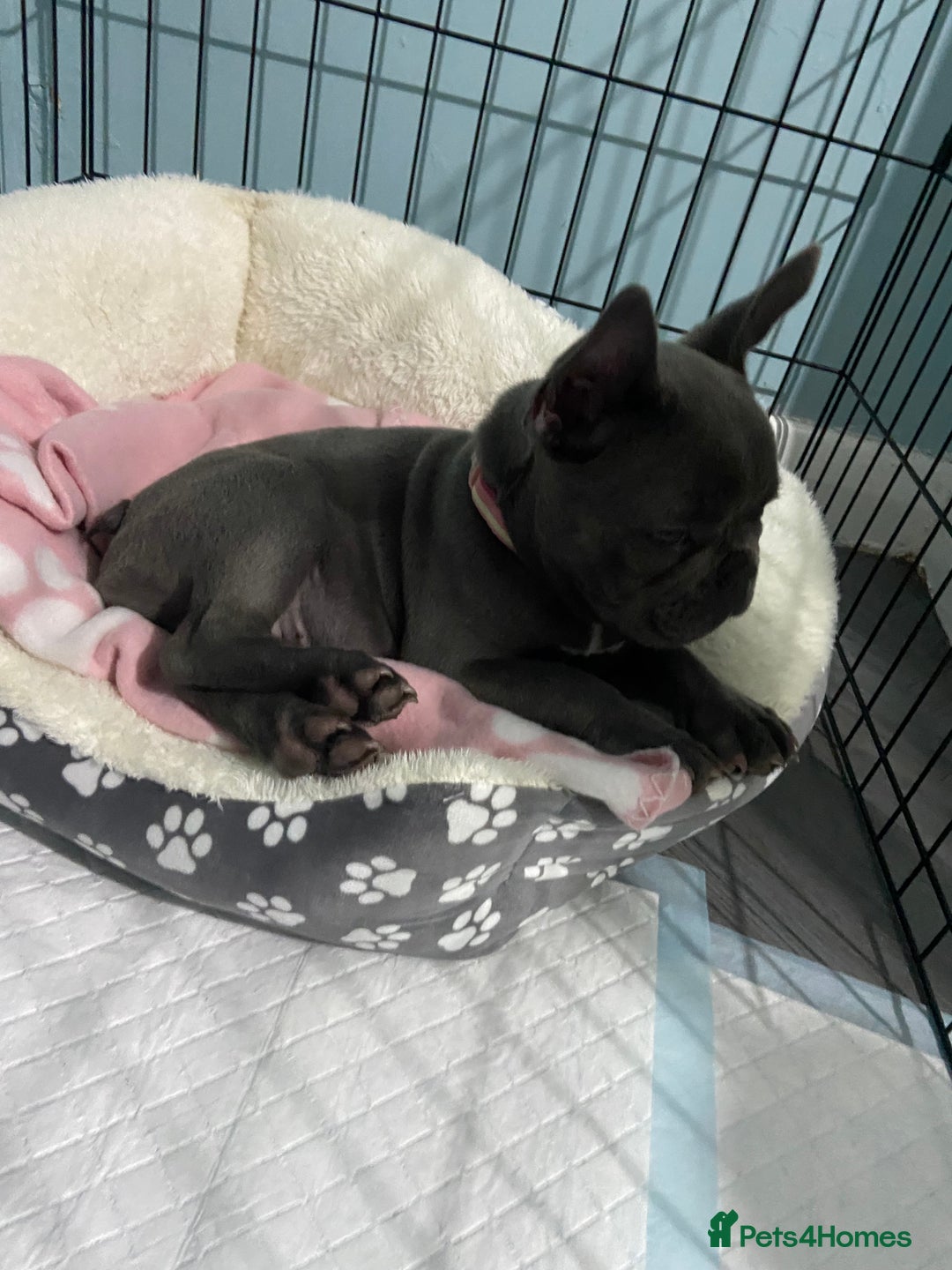 French Bulldog dogs for sale: French bulldog pup girl BLUE 13 weeks old - Image 28