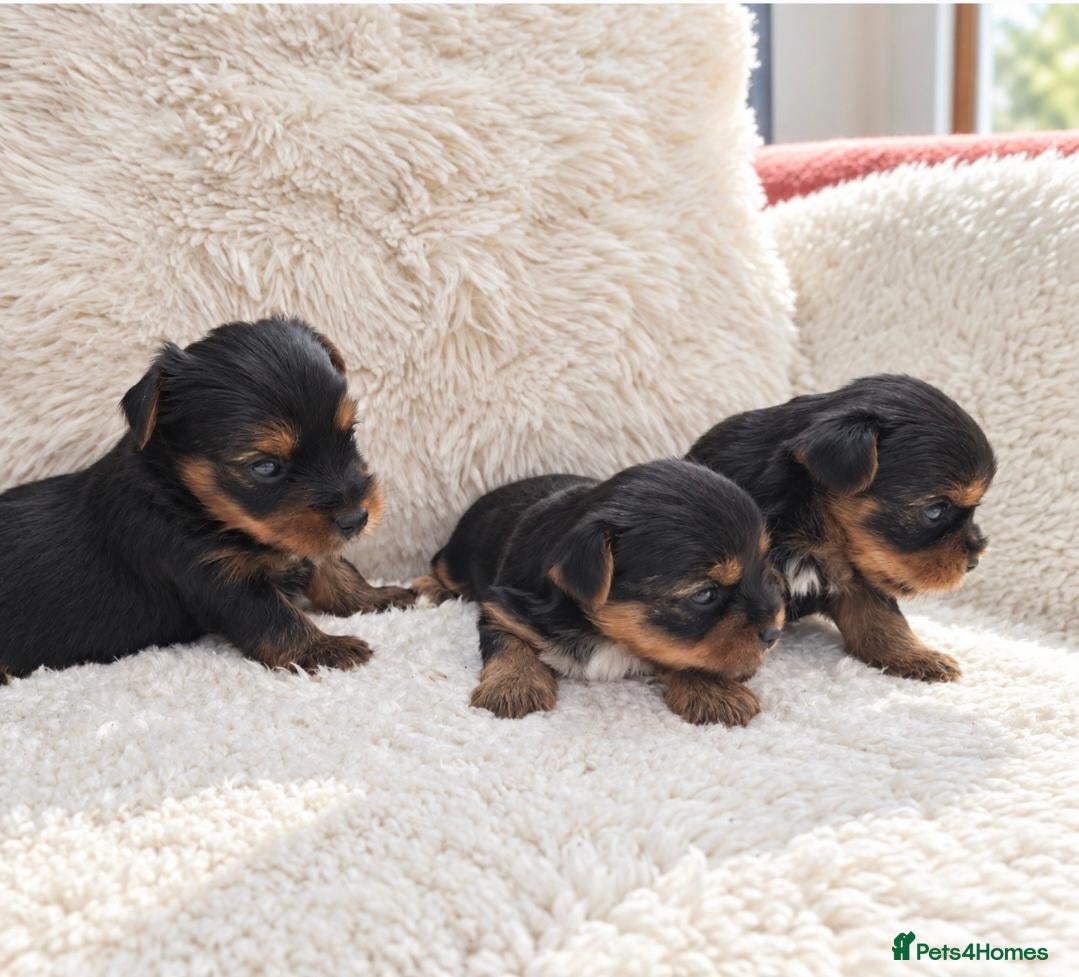 Yorkshire Terrier dogs Gorgeous boys! - Advert 2
