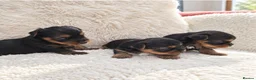 Yorkshire Terrier dogs for sale: Gorgeous boys! - Advert 2