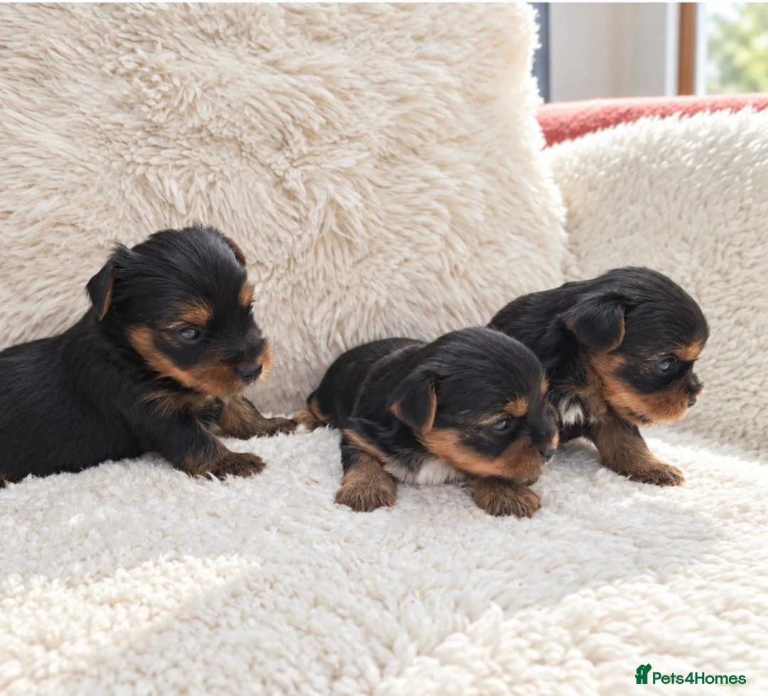 Yorkshire Terrier dogs for sale: Gorgeous boys! - Advert 2