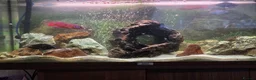 Cichlids fish for sale: Juwel 125 with cichlids  - Advert 4