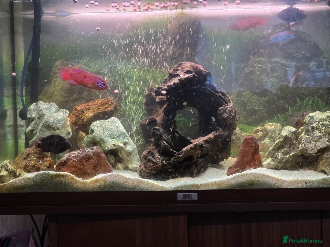 Cichlids fish for sale: Juwel 125 with cichlids  - Advert 4