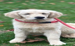 Golden Retriever dogs for sale: Beautiful golden retriever  - Image 3