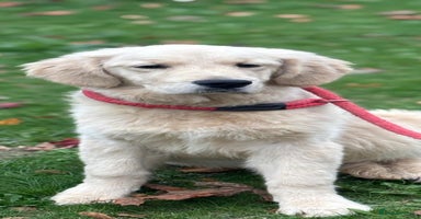 Golden Retriever dogs - Advert 4
