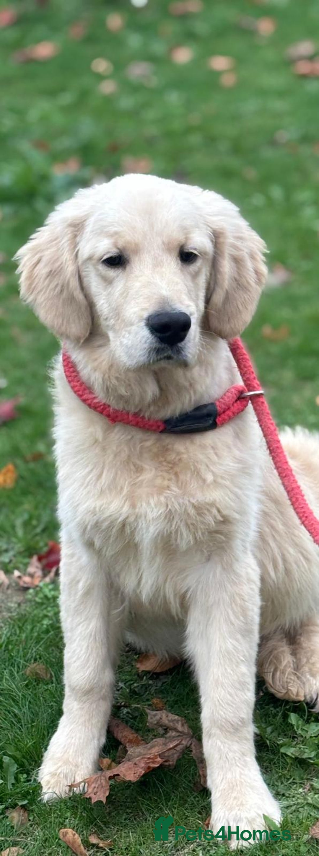 Golden Retriever dogs for sale: Beautiful golden retriever  - Image 3