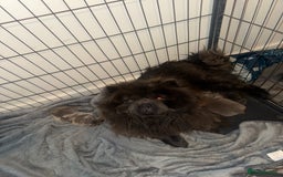 Chow Chow dogs for sale: Lilac Merle and lilac chow chow puppies for sale  - Image 1