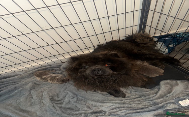 Chow Chow dogs - Advert 8