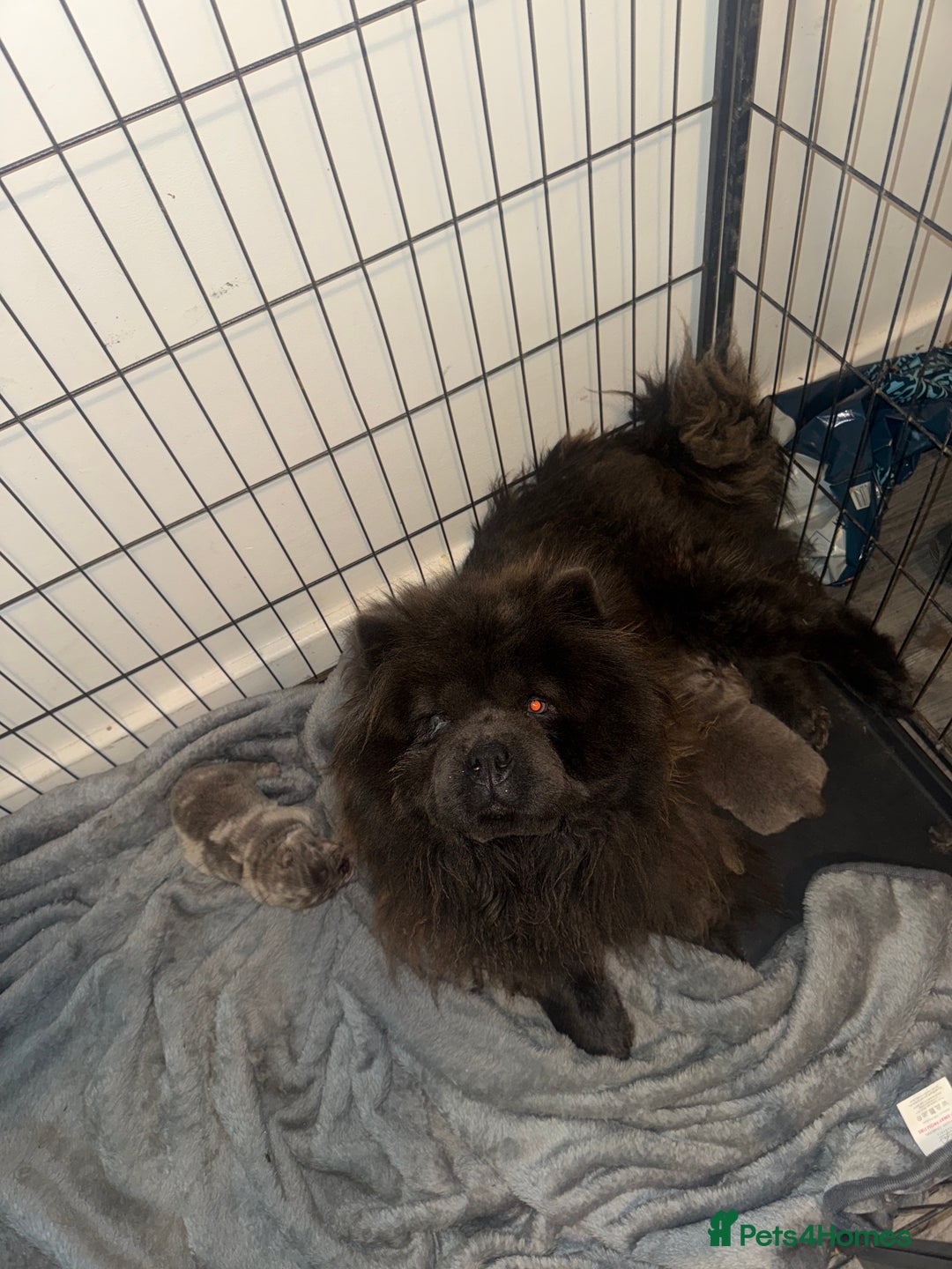 Chow Chow dogs for sale: Lilac Merle and lilac chow chow puppies for sale  - Image 1