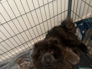 Chow Chow dogs Lilac Merle and lilac chow chow puppies for sale - Advert 6