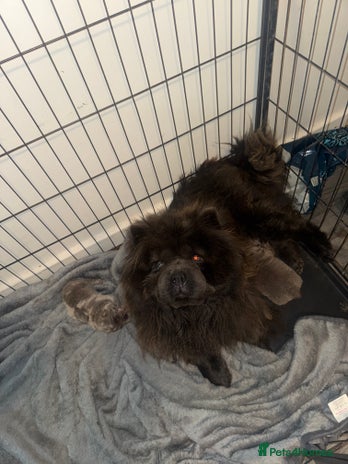 Chow Chow dogs - Advert 2