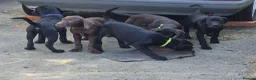 German Shorthaired Pointer dogs for sale: Pointadors (Lab x GSP) - Advert 16