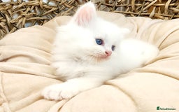 Siberian cats for sale: Siberian kittens are looking for a forever home🌹 - Image 3