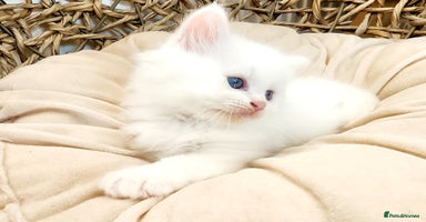 Siberian cats Siberian kittens are looking for a forever home🌹 - Advert 9