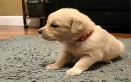 Golden Retriever dogs for sale: Golden Retriever - Advert 7