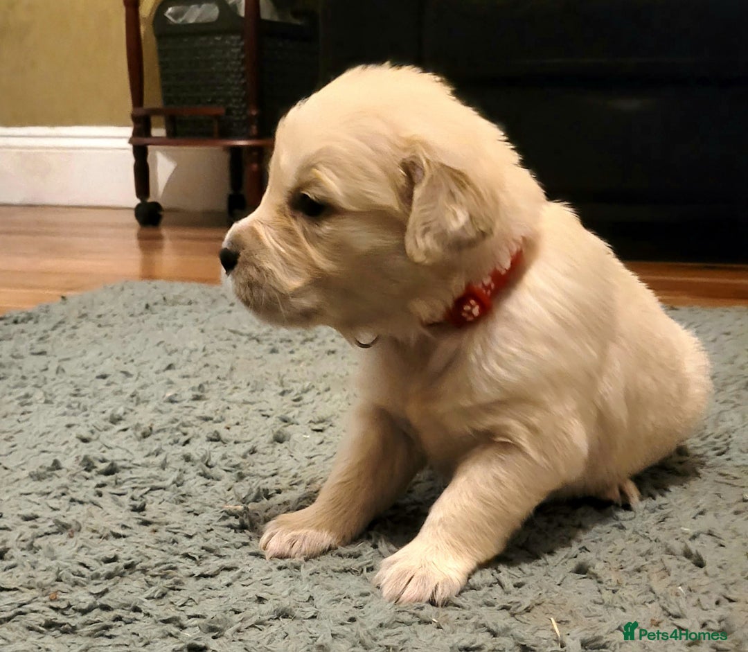 Golden Retriever dogs for sale: Golden Retriever - Advert 7