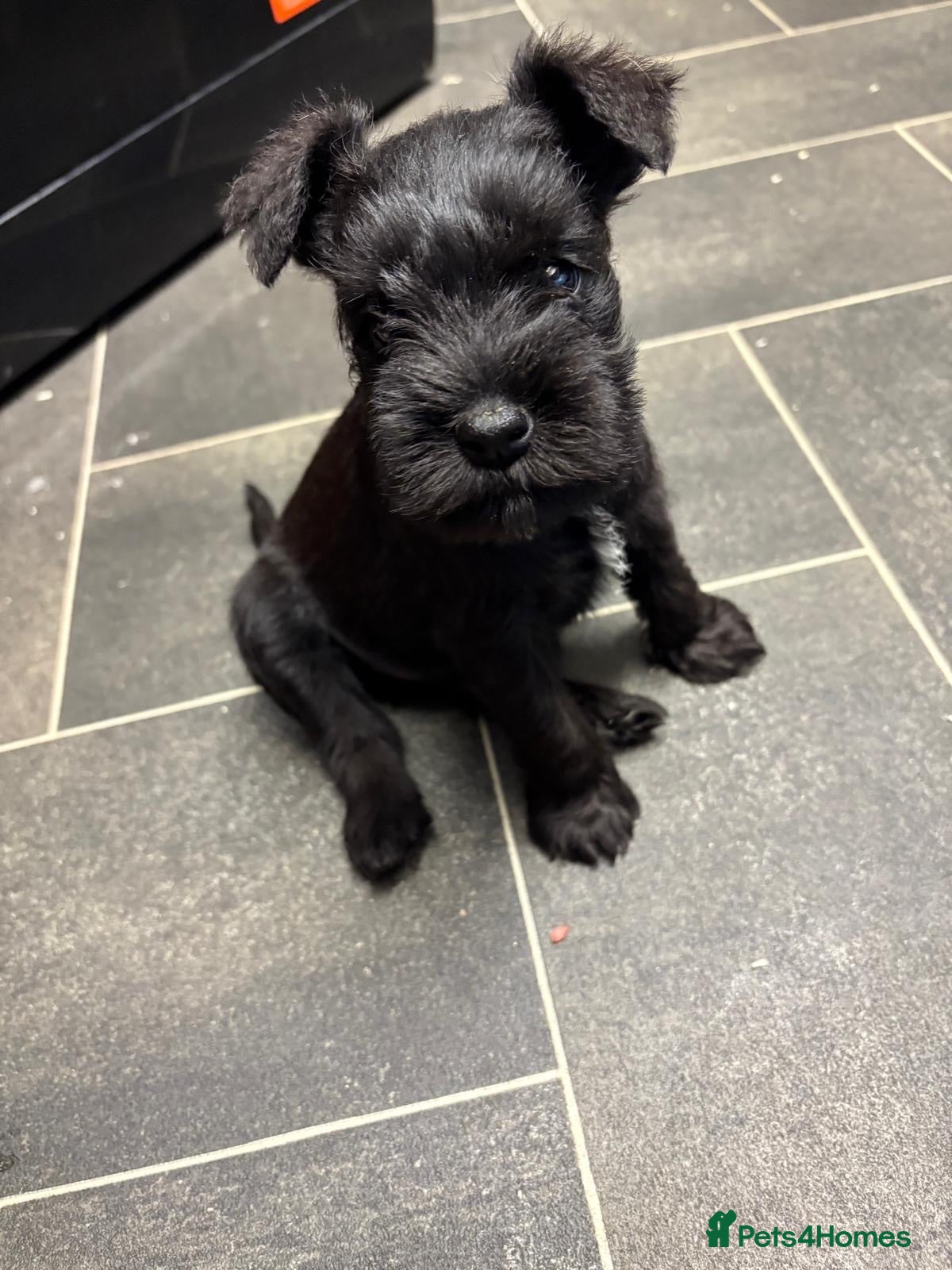 Miniature Schnauzer dogs Schnauzer puppies - Advert 9