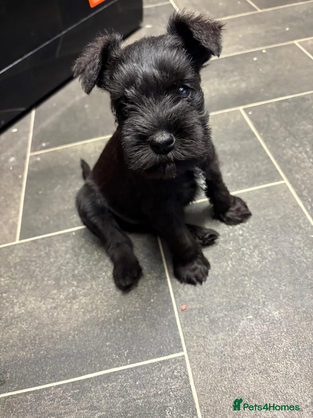 Miniature Schnauzer dogs for sale: Schnauzer puppies in Walsall - Advert 2