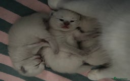 Ragdoll cats for sale: Ragdoll kittens  - Image 11