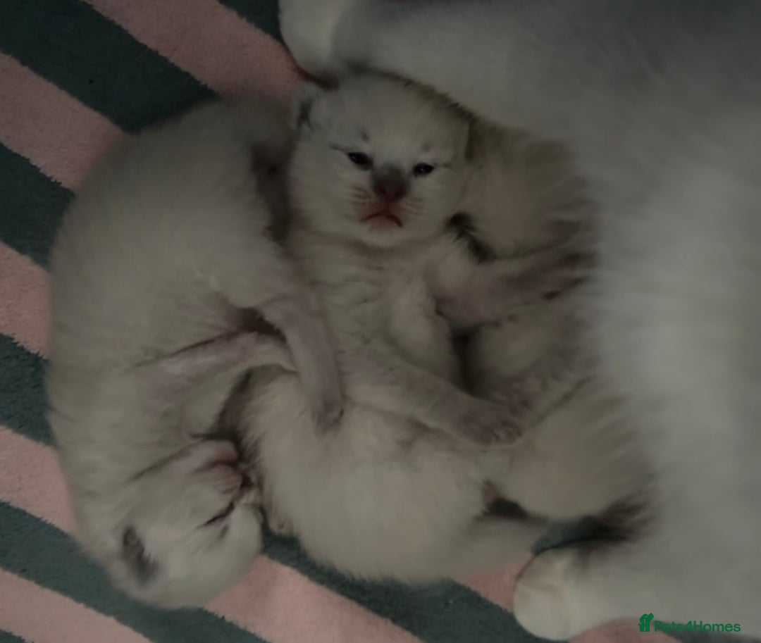Ragdoll cats for sale: Ragdoll kittens  - Image 11