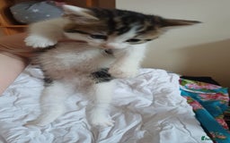 Mixed Breed cats for sale: Kitty  - Image 4