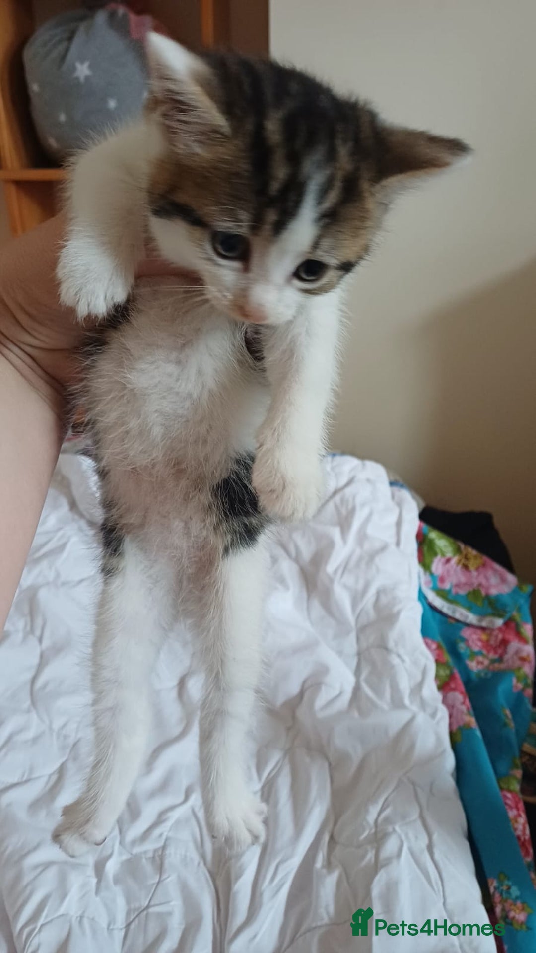 Mixed Breed cats for sale: Kitty  - Image 4