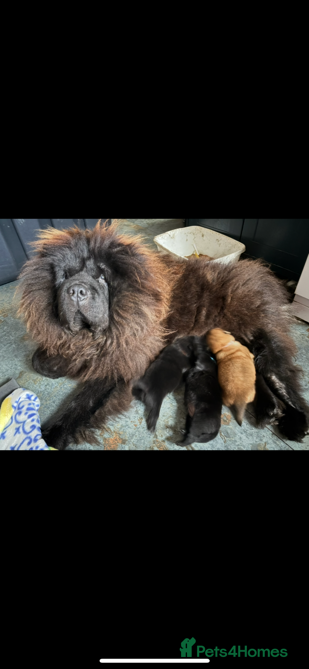 Chow Chow dogs for sale: One boy chow chow puppy  - Image 6
