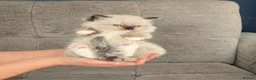 Ragdoll cats for sale: Pure ragdoll kittens  in Enfield - Advert 27