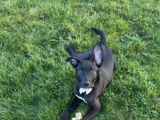 Mixed Breed dogs Cali a 5 month old Dutch hurder puppy - Advert 2