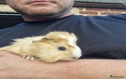 Guinea Pig rodents for sale: 2 female and 5 male guinea pigs available  - Image 4