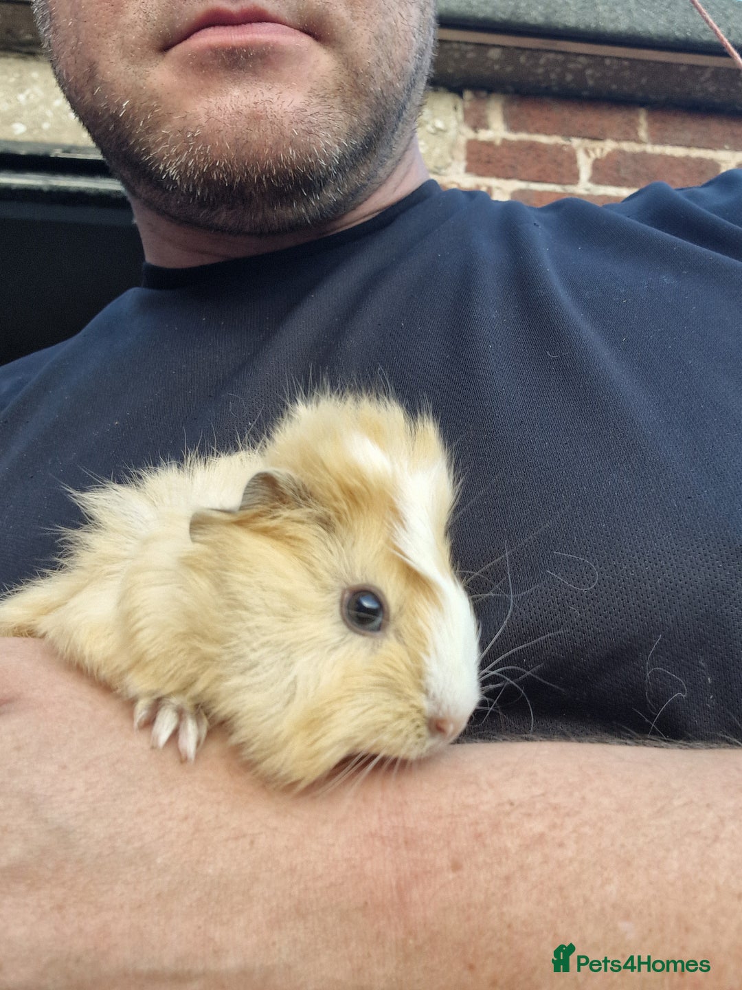 Guinea Pig rodents for sale: 2 female and 5 male guinea pigs available  - Image 4