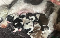 Shih Tzu dogs for sale: 5 Beautiful shihtzu  puppies for sale 2xM 3xF - Image 7