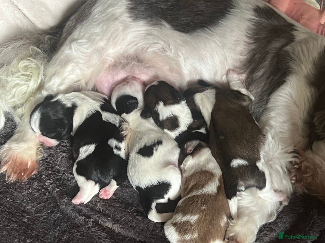 Shih Tzu dogs for sale: 5 Beautiful shihtzu  puppies for sale 2xM 3xF - Image 7
