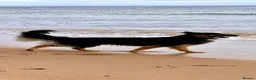 German Shepherd dogs for sale: Free Female German shepherd / Lurcher 1 year old in Gateshead - Advert 25