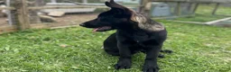 German Shepherd dogs for sale: Black Sable German Shepherd Puppy Ready Cornwall - Advert 7